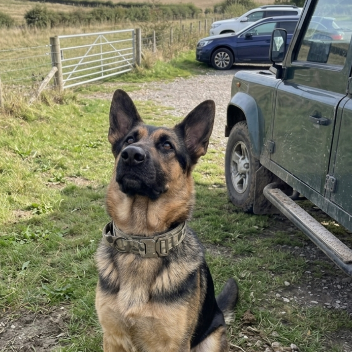 German Shepherd sitting outdoors with a vehicle and gate in the background