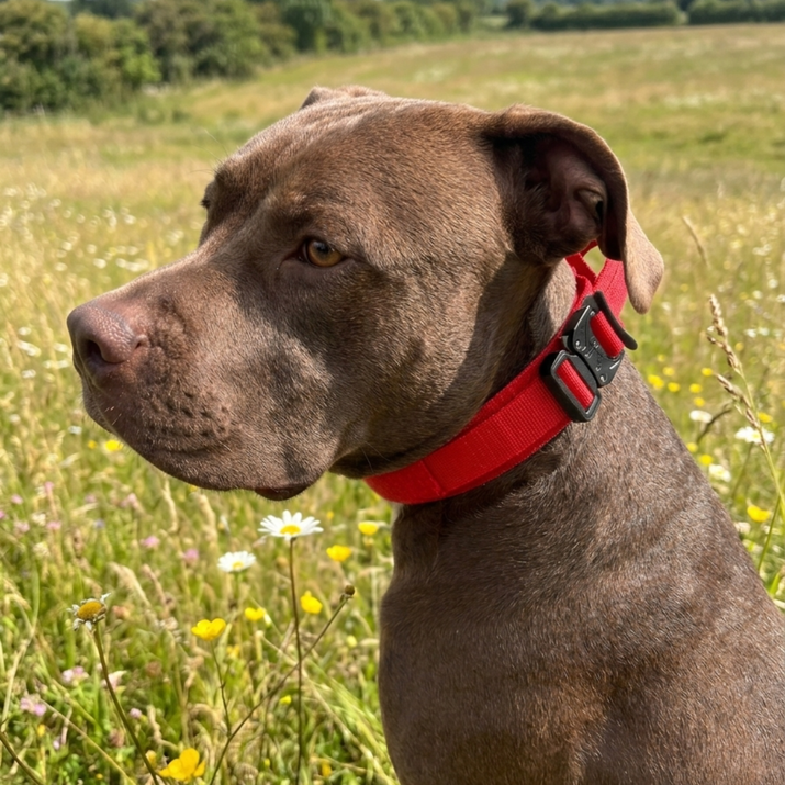 Dog with a red collar standing in a field with flowers