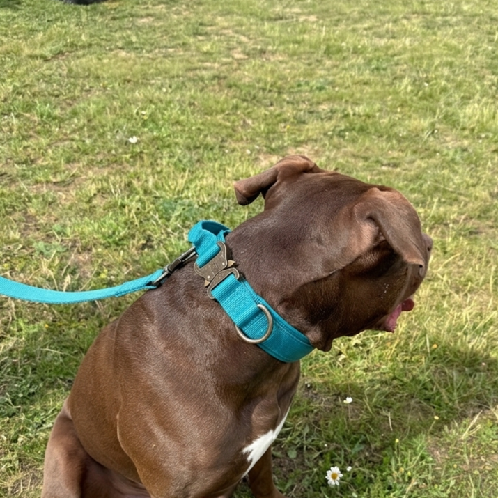 Brown dog wearing a blue collar and leash on a grassy field