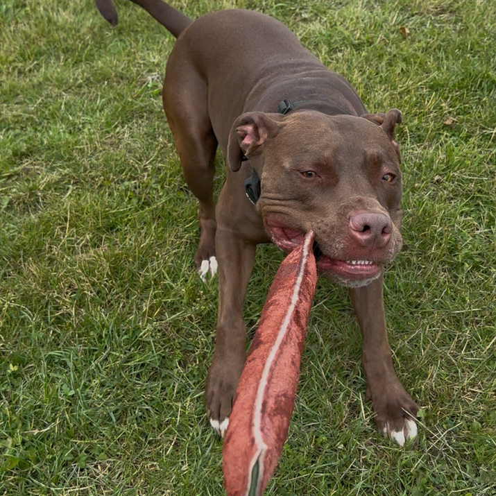 Dog playing with a tug toy on grass
