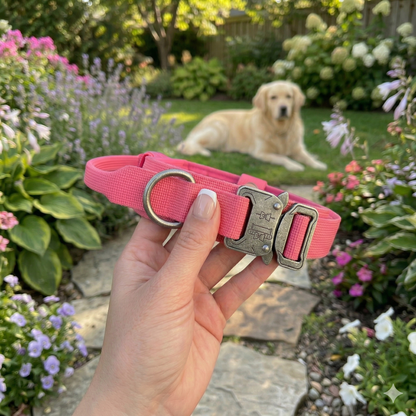 Pink collar with silver clasp with Golden retriever in the garden