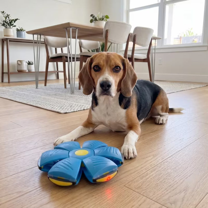 Dog playing with a blue toy on a wooden floor in a home setting