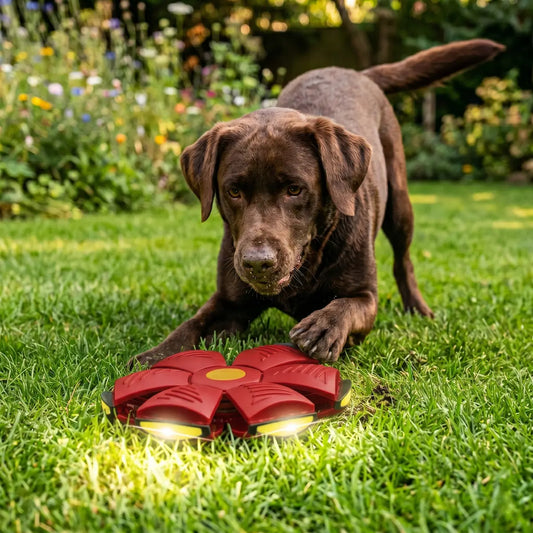 Dog playing with a red and yellow toy on grass