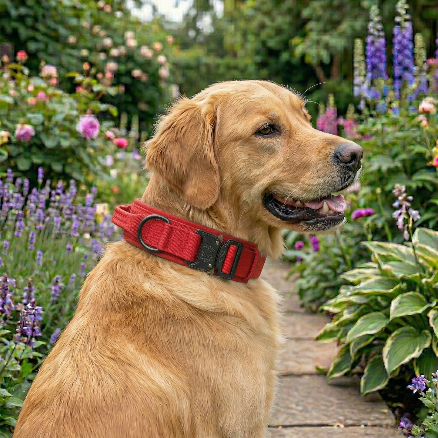 Golden retriever wearing red collar
