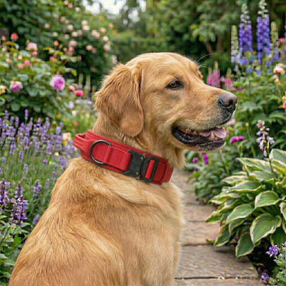 Labrador wearing dog collar in a garden