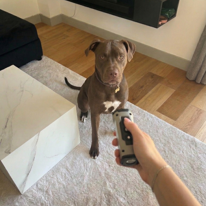 Dog standing on a rug in a living room with a person holding a training device.