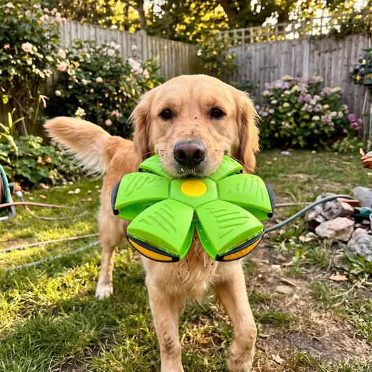 Dog holding a green frisbee toy in its mouth outdoors.